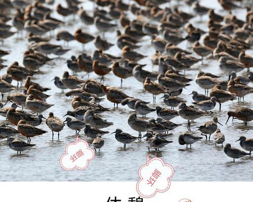 以蓝海阅读为主题的文章（探索阅读新世界，开启智慧之门）